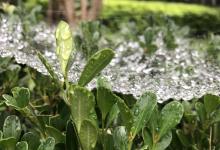 今日云南|蜘蛛网上的露珠-看看云南