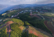 今日云南 | 东川牯牛山千年树-看看云南