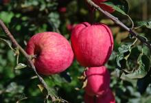 今日云南|昭通红苹果-看看云南