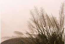 今日云南|肥胖的芦苇花变瘦了-看看云南