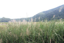 今日云南|微风荡漾的芦苇-看看云南