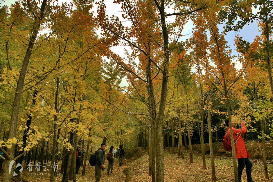 今日云南|银杏到了最好的时候