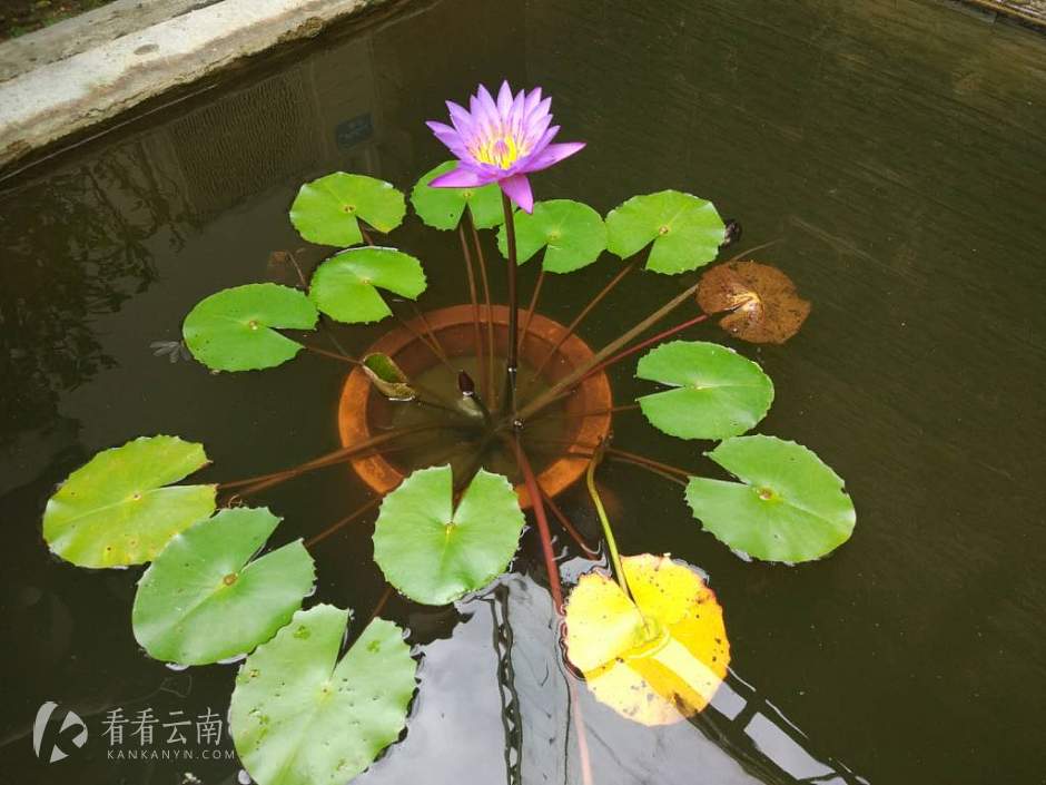 今日云南|瑞丽还有莲花盛开