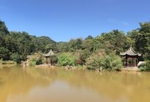 今日云南|罗平相石阶森林公园-看看云南