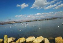 今日云南|海鸥成功抵达了晋宁沙滩公园-看看云南