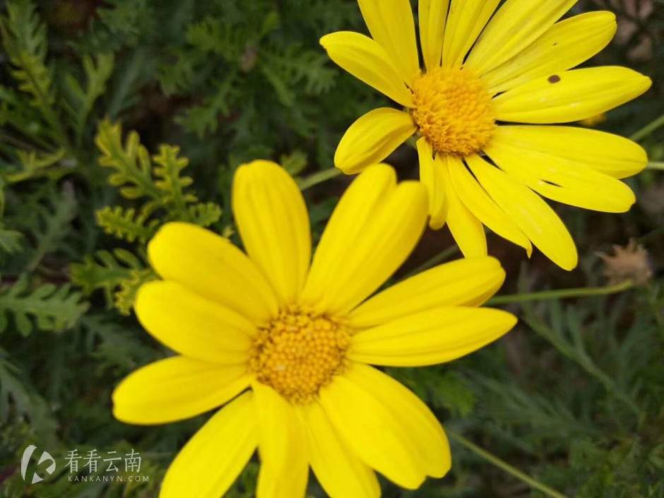 今日云南|小黄花