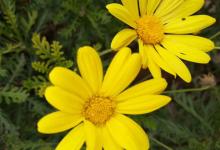 今日云南|小黄花-看看云南