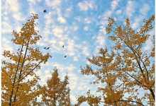 今日云南|银杏黄了-看看云南