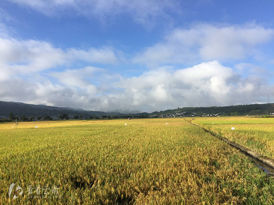 今日云南|进入和顺的美丽道路