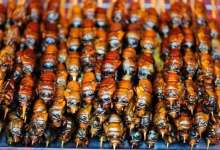 勇气测试帖！看云南人吃虫吃到你全身酥麻心惊胆战-看看云南