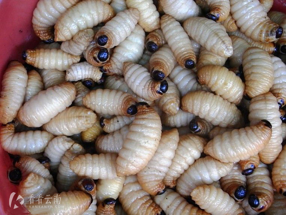 虫在未羽化前,个头肥大,色泽金黄,似蚕蛹,油炸之后,有椰味,奶油味,甘