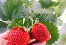 今日云南｜草甸的草莓红了-看看云南