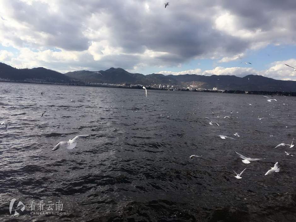 今日云南|昆明的海鸥回来了