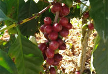 今日云南|咖啡豆-看看云南