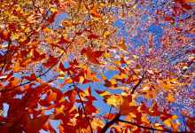 今日云南|落水镇红叶-看看云南