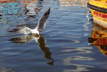 今日云南|红嘴鸥-看看云南