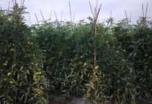 今日云南|黄瓜园的小番茄-看看云南