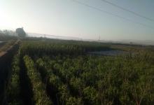 今日云南|长在黄瓜园里的小番茄-看看云南