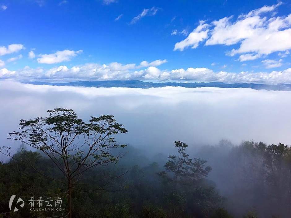 今日云南|澜沧千年古茶园