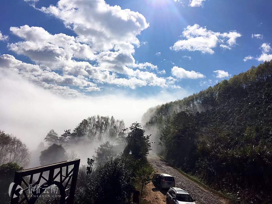 今日云南|澜沧千年古茶园