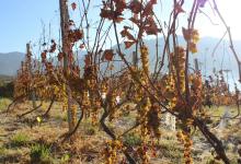 今日云南|迪庆葡萄园-看看云南