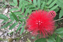 今日云南|红彤彤的小花球-看看云南