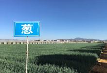 今日云南|葱园-看看云南