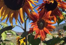 今日云南|向日葵-看看云南