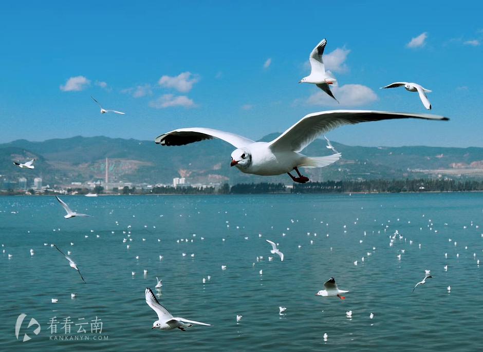 今日云南|海埂大坝