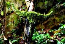 西盟龙摩爷圣地：三千牛头白骨还在，人头桩已无踪迹-看看云南