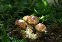 一招教你富可敌国，即使冬天也能吃到云南野生菌-看看云南