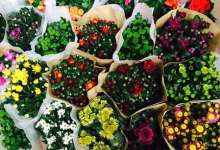 100块不到就可以买一整车鲜花,来云南不买花你就亏大了!-看看云南