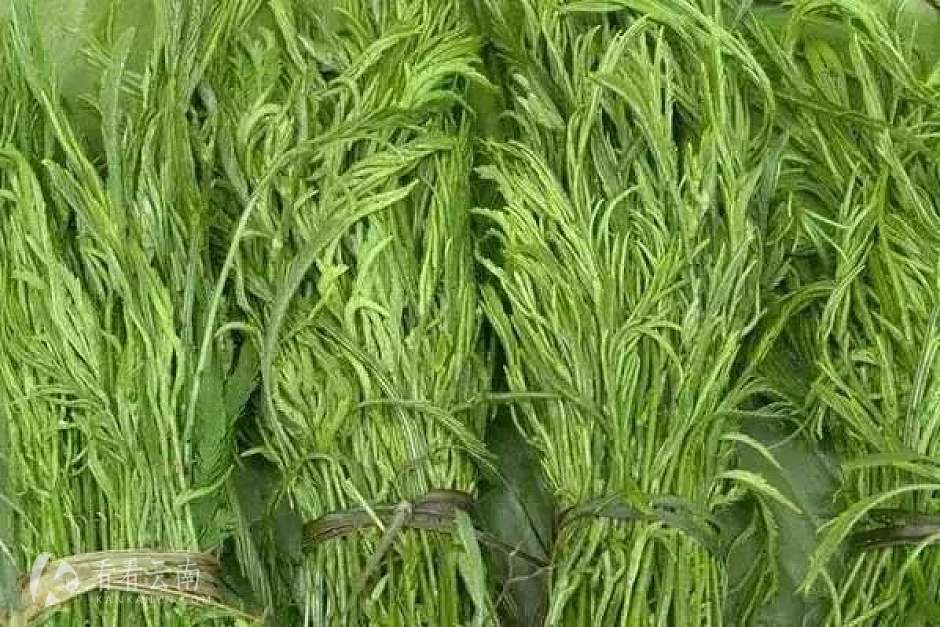云南的山茅野菜旧社会用来喂猪现在的人抢着吃