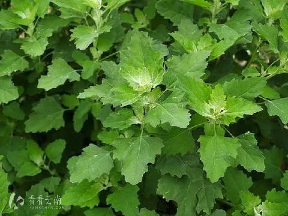 云南的山茅野菜旧社会用来喂猪现在的人抢着吃