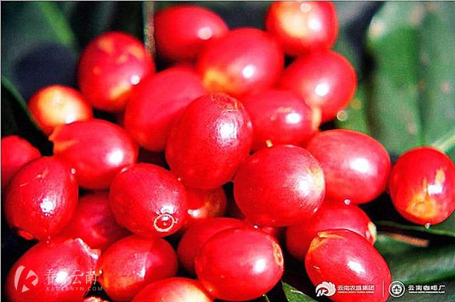 "云豆入沪扶贫”项目上海敲定，小粒咖啡插上"咖啡机翅膀"