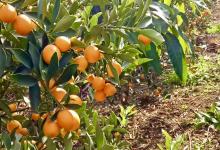 今日云南|大理华坪镇-看看云南