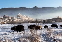 今日云南|香格里拉雪景-看看云南