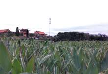 今日云南|玉溪的早晨-看看云南