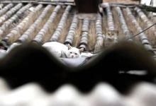 今日云南|房檐上闲适的猫-看看云南