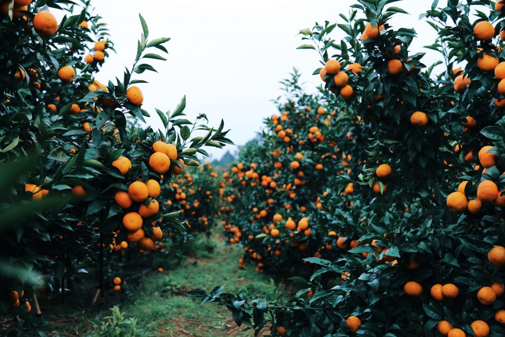 今日云南 | 玉溪褚橙庄园-看看云南