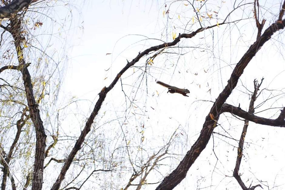 今日云南 | 昆明翠湖飞跃的松鼠