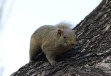 今日云南 | 昆明翠湖飞跃的松鼠-看看云南