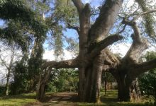 今日云南 | 普洱百年大榕树-看看云南