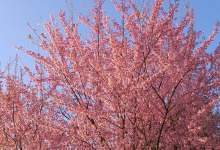 今日云南 | 普洱茶城街的樱花-看看云南