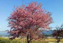 今日云南 | 版纳的冬-看看云南