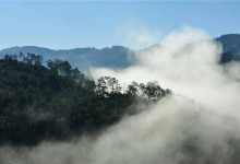 今日云南 | 勐海晨雾-看看云南