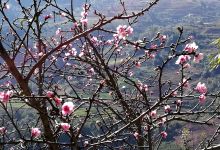 今日云南 | 普洱茶乡-看看云南