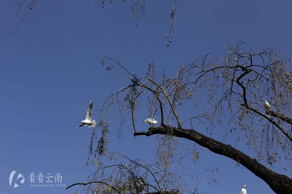 今日云南 | 翠湖海鸥