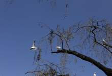 今日云南 | 翠湖海鸥-看看云南