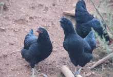 18万人投票选出的云南地方特产，最后一个实至名归-看看云南